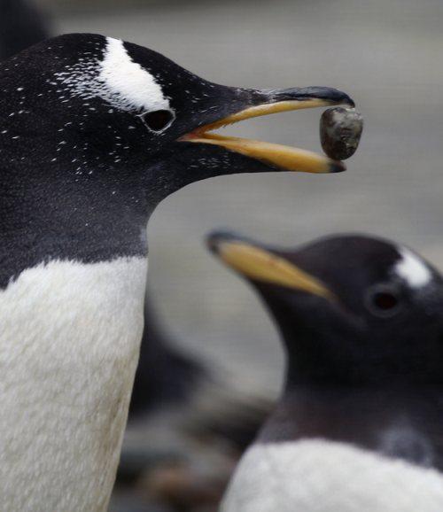 Gentoo sugas pingvīni bieži... Autors: twist Neticami fakti par dzīvniekiem!