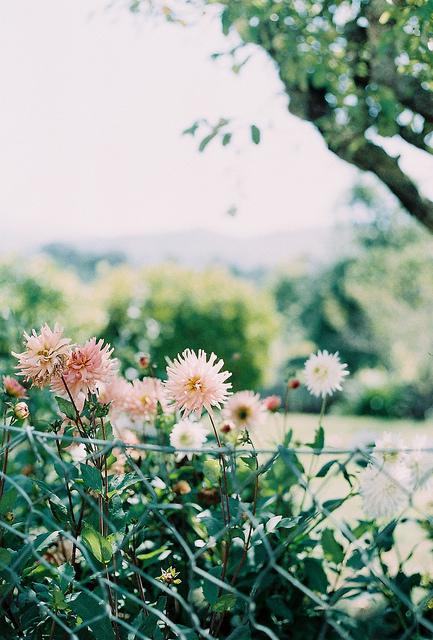  Autors: ZīlīteAwww ✿ Beautiful flowers ✿