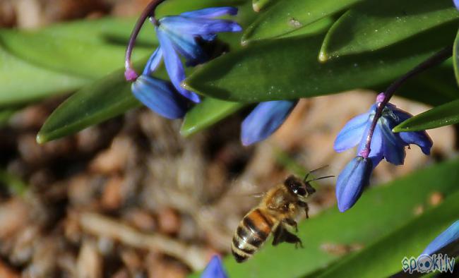 Sibīrijas zilsniedzīte Arī... Autors: Werkis2 Augi - tauriņu, bišu, kameņu, ziedmušu u.c. radījumu pievilināšanai.