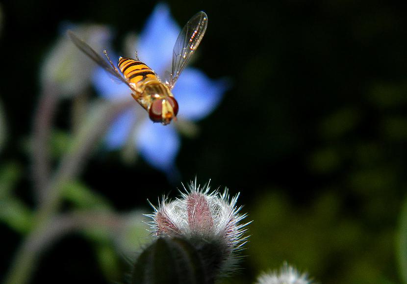 Gurķumētras Autors: Werkis2 Augi - tauriņu, bišu, kameņu, ziedmušu u.c. radījumu pievilināšanai.