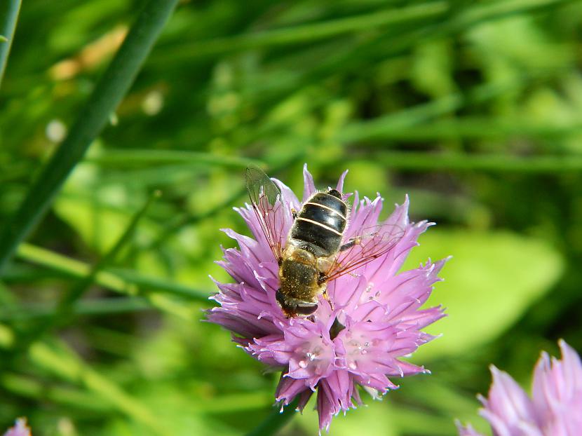 Maurloku ziedi arī patik Autors: Werkis2 Augi - tauriņu, bišu, kameņu, ziedmušu u.c. radījumu pievilināšanai.