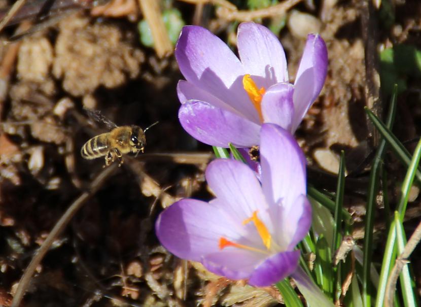 Krokusi Pavasarī priekscaron... Autors: Werkis2 Augi - tauriņu, bišu, kameņu, ziedmušu u.c. radījumu pievilināšanai.