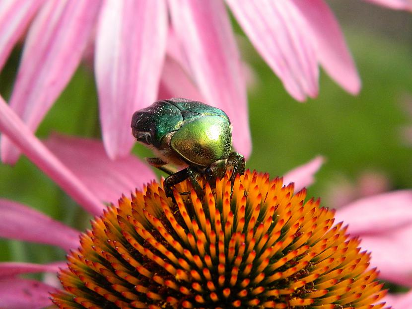 Ehinācijas  Rudbekijas Autors: Werkis2 Augi - tauriņu, bišu, kameņu, ziedmušu u.c. radījumu pievilināšanai.