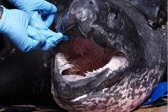 Ādainais jūras bruņurupucis ir... Autors: Karalis Jānis Pasaulē baisākā mute.