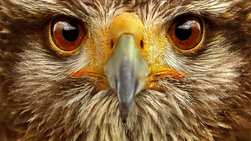 Vienkārscaronākais veids kā... Autors: DeadWoman Fakti...