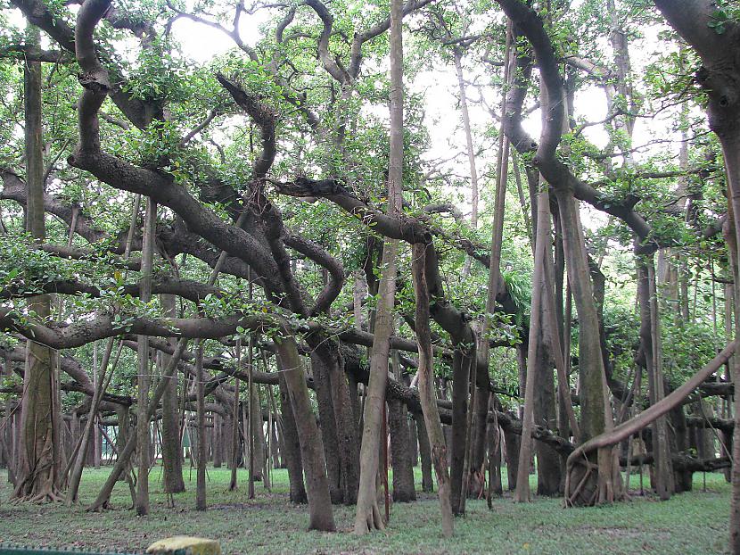 Mūžīgais Banian koks The... Autors: daeron 10 leģendas par mitoloģiskajiem kokiem