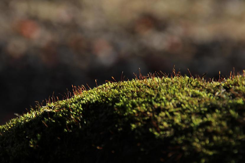 Sūnas uz koka Autors: Werkis2 Universāls budžeta objektīvs 18 - 200mm Tamron.