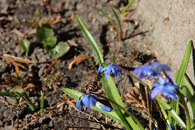 Bites un vēlreiz bites Autors: Werkis2 Universāls budžeta objektīvs 18 - 200mm Tamron.