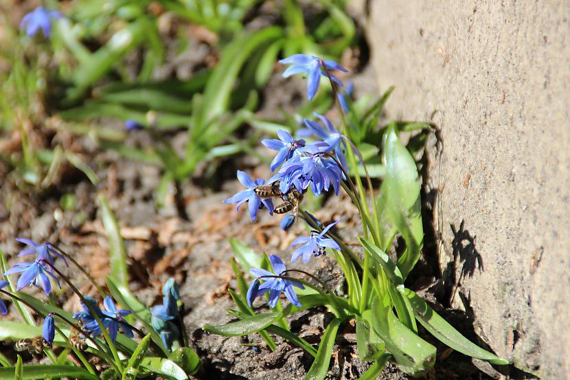 Bites un vēlreiz bites Autors: Werkis2 Universāls budžeta objektīvs 18 - 200mm Tamron.