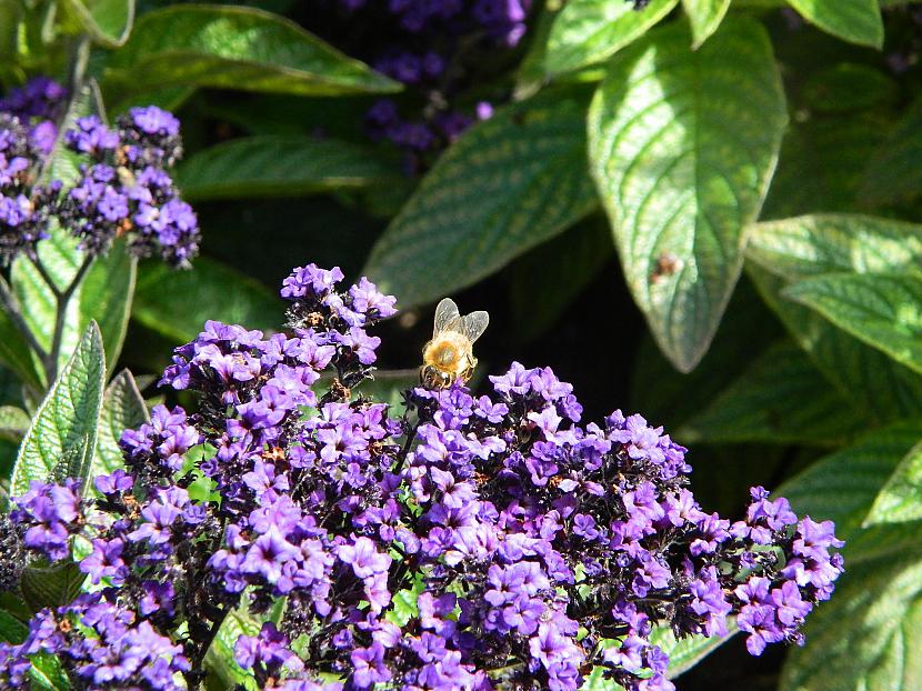 Bite Autors: Werkis2 Apmeklēju LU Botāniskā dārza tauriņu māju.