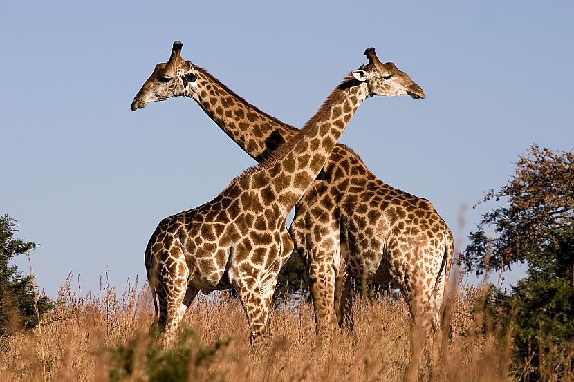 Žirafes ir vienīgie dzīvnieki... Autors: MJ Dīvaini, bet PATIESI fakti!!!