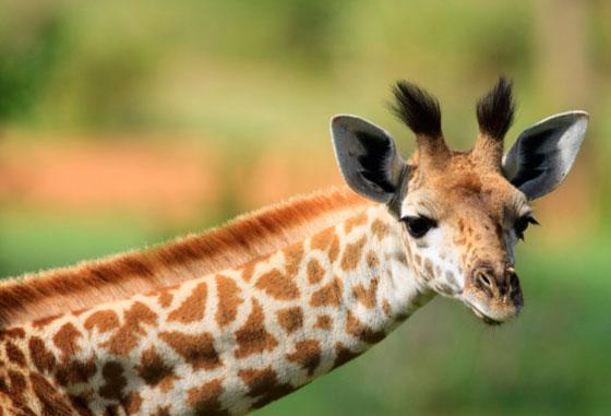 Žirafes tēviņscaron pirms... Autors: MJ Fakti, kuri aizpūtīs veselo saprātu!