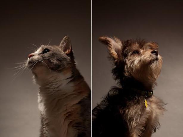 Suņi un kaķi neredz pelēkos... Autors: MJ Fakti, kuri neatstās vienaldzīgu!