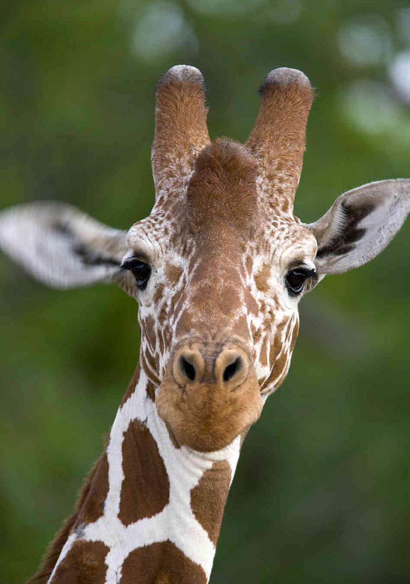 Kad žirafe mātīte čurā... Autors: Raacens Episkākie fakti pasaulē..