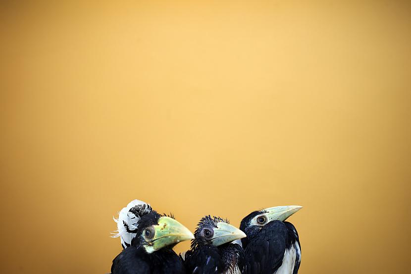 Degunrag putni Scaroni putniņi... Autors: Man vienalga 17 Pēdējā gada aizraujošākās un aizkustinošākās bildes!
