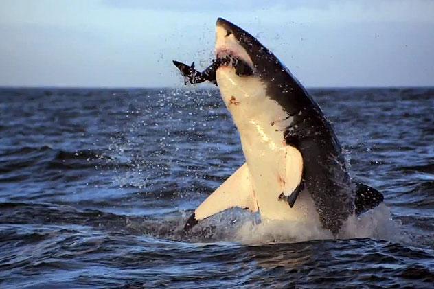 Haizivis nogalina 12 cilvēkus... Autors: Fosilija Fakti par nāvi