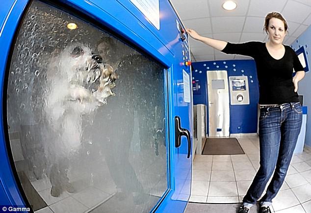 Suņu mazgājamās mascaronīnasEs... Autors: Uldis Siemīte 8 stulbas mājdzīvnieku preces