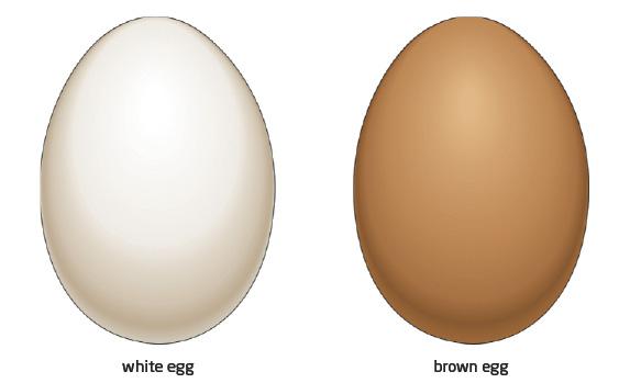 Olu krāsa ir atkarīga no vistu... Autors: Uldis Siemīte Lieldienu noskaņās : Fakti par olām