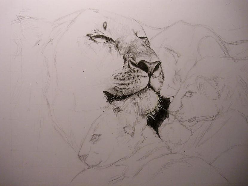 Vienmēr sāku ar purniem D Autors: Ostina Zīmējums - Lauvas