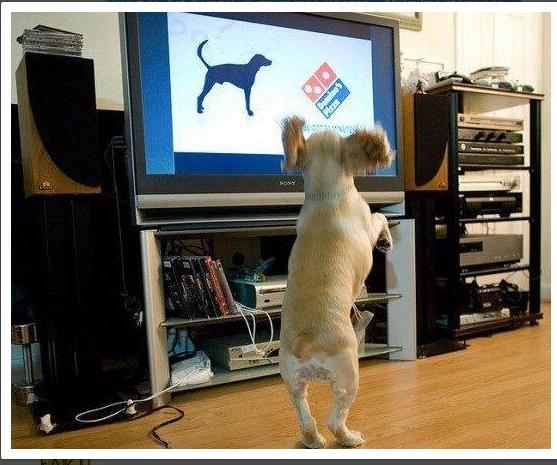 Ir speciāls TV kanāls suņiem... Autors: MegaKakis Random fakti!!