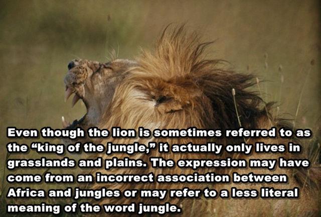 Lai gan lauvu dažkārt sauc par... Autors: druvalds Interesanti un neparasti FAKTI