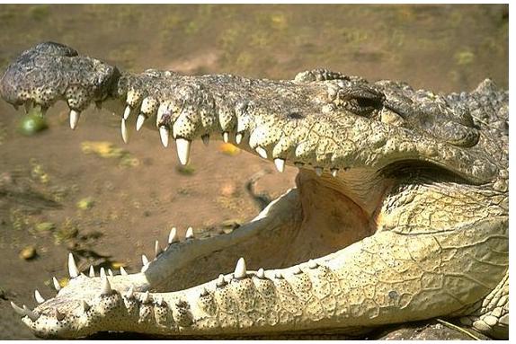Krokodils nevar izbāzt mēli Autors: MegaKakis Fakti kuri šokēs!!!