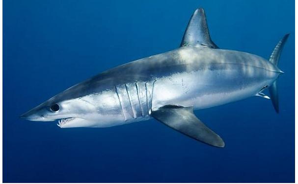 Haizivīm dzīves laikā var... Autors: MegaKakis Fakti kuri šokēs!!!