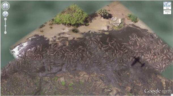 Milzīgs baseins ar nīlzirgiem... Autors: minkans8 Aprīnojami google earth attēli