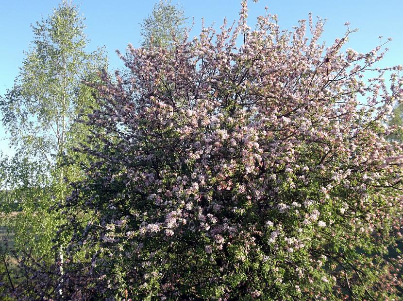  Autors: lucifers Pavisam drīz vasara