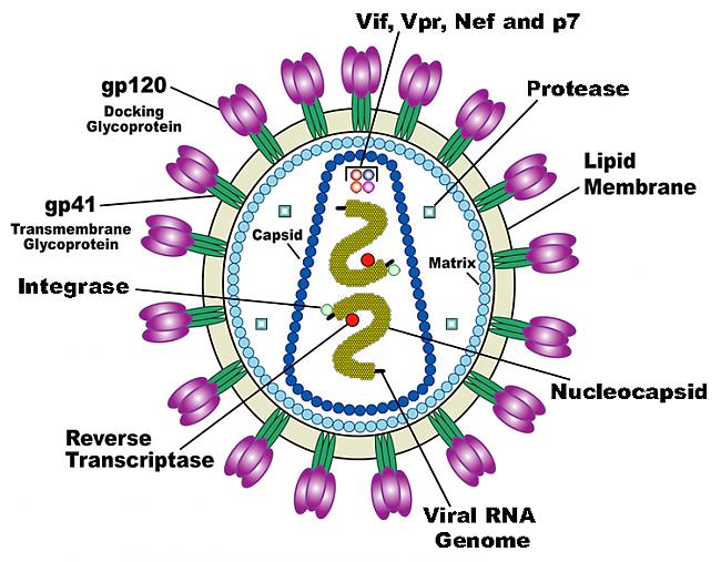 Scarono subjektu ģenētiskā... Autors: Fosilija Zinātnieki cer izmantot retu ģenētisku mutāciju pret HIV.