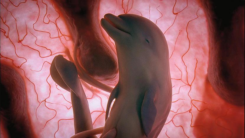 Delfīnu mazuļi mātes dzemdē... Autors: ShakeYourBody Pārsteidzoši dzīvnieku pirmsdzemdību FOTO