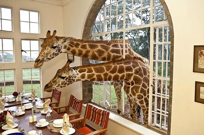 Žirafes kājas ir tik garas kā... Autors: Mārtiņš2 Dažādi Fakti #4