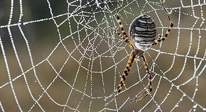 Ja zirnekļu tīkls būtu tik pat... Autors: ORGAZMO Neticami fakti! 17+!!