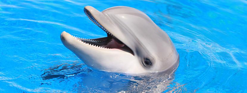 Delfīniem ir visietilpīgākā... Autors: Raacens Fakti, kas tevi pārsteigs!