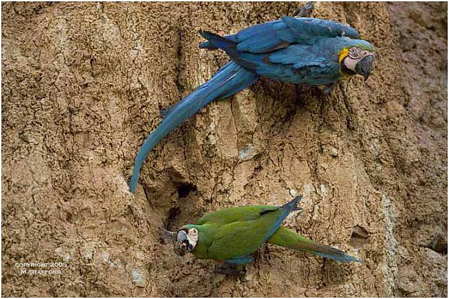 PapagaiļiProblēma augu toksīni... Autors: Artefakts Dzīvnieki lieto dabiskas zāles!