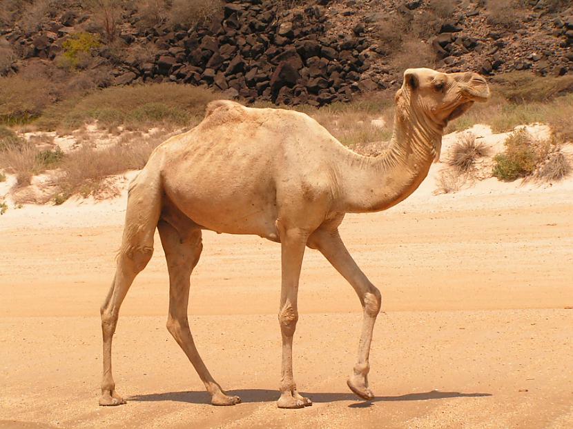 Saud arabia importē kamieļus... Autors: kriska14 9 wtf!? fakti