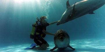 Delfīni un cilvēki ir vienīgie... Autors: Fosilija Noderīgi fakti (2.daļa)