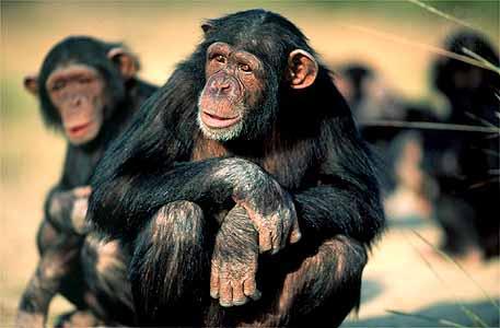 scaronimpanze Autors: SL1EKA 15 zvēri un nezvēri ar neparastām spējām!