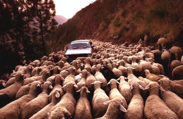 Scaronāds aitu uzbrukums var... Autors: Ermakk Nefotošopētas Neticamas Bildes