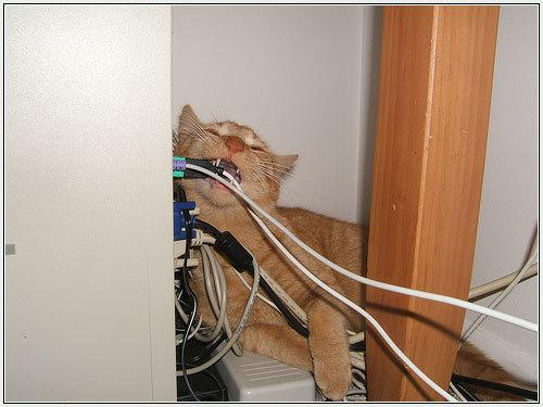 Viņi sabojā elektroierīces Autors: hagisons112 Kāpēc kaķi ir slikti?