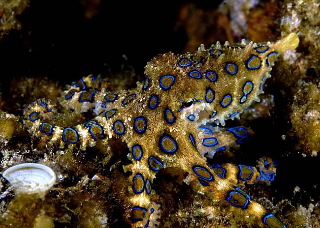 Zilgredzenu astoņkājisTā... Autors: SirdsDziesma Nāvīga satikšanās:Pasaulē indīgākie dzīvnieki