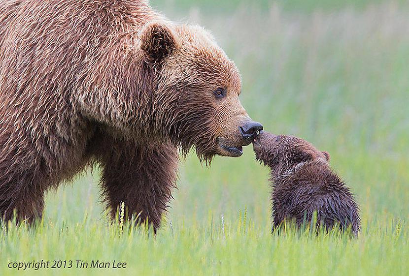  Autors: Fosilija 23 dzīvnieku vecāki, kuri savus bērnus ļoti mīl.