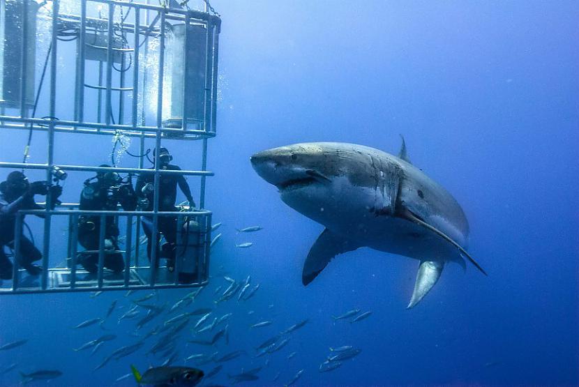 Zemūdens pelde ar haizivīm... Autors: Vash the Stempade Ekstrēmākās Vietas Pasaulē, Kur Atpūsties.