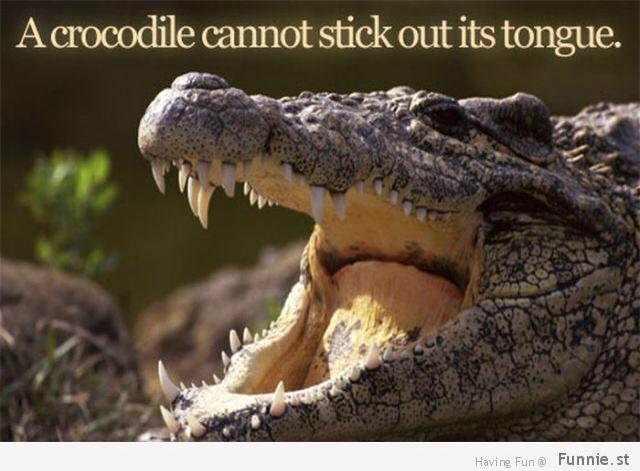 Krokodīli nevar izbāzt savu... Autors: jackvill Fakti +20