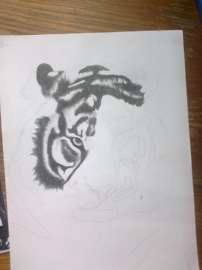  Autors: SākuDzīvi NoJauna Manis zīmēts tīģeris soli pa solim