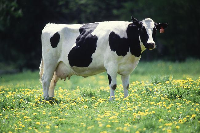 Arī govīm ir labākie draugi Autors: Fosilija 40 interesanti fakti, kuri tev patiks.
