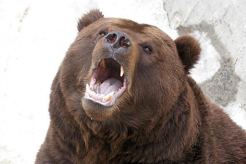Dzīvnieku pētnieki uzskata... Autors: Fosilija Džastins Bībers izglābj krievu makšķernieku no lāča
