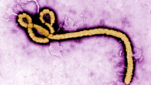 PārnēsāscaronanaPrecīza Ebolas... Autors: Fosilija Biedējoši fakti par Ebolas vīrusu
