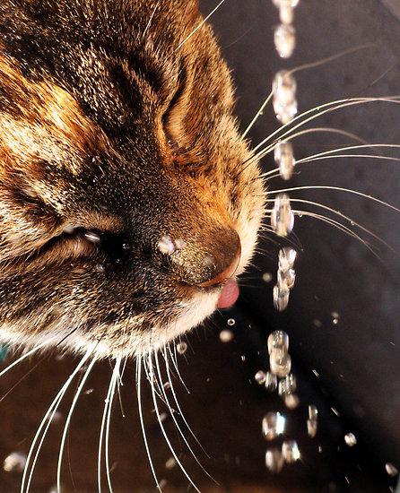 Kaķis dzer ar mēles... Autors: MrsKary Pārsteidzoši fakti par kaķiem♥