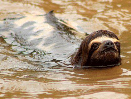 Sliņķi spēj peldēt 3x ātrāk... Autors: Slinkaste Interesanti fakti par dzīvniekiem